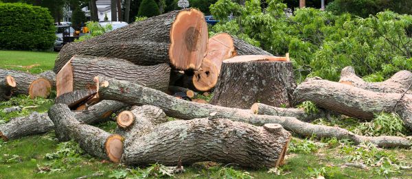 Large Tree Removal in Mequon
