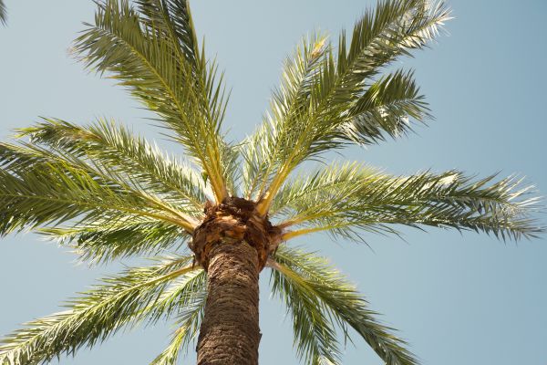 Palm Tree Removal in Mequon