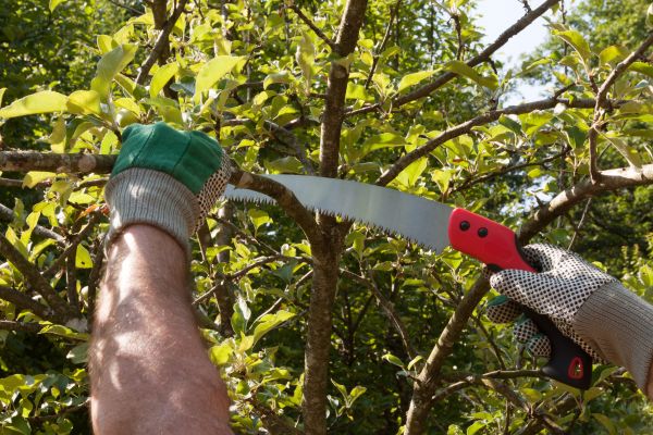 Small Tree Removal in Mequon