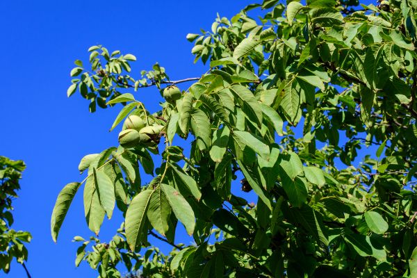 Cost of Walnut Tree Removal in Mequon