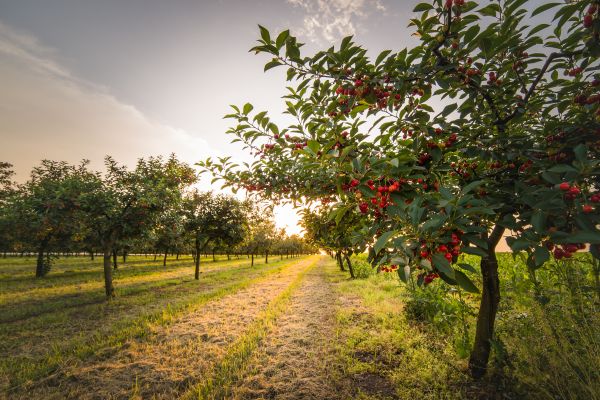 Cost of Cherry Tree Removal in Mequon