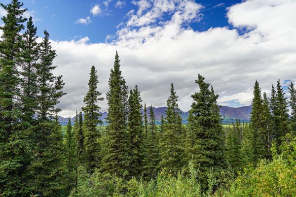 Cost of Spruce Tree Removal in Mequon