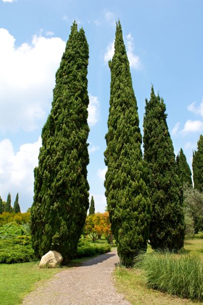 Cost of Cypress Tree Removal in Mequon