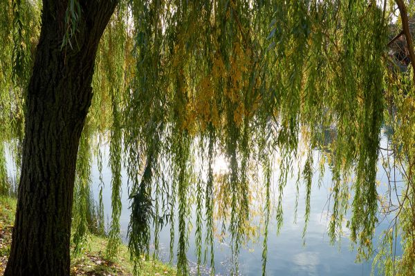 Cost of Willow Tree Removal in Mequon