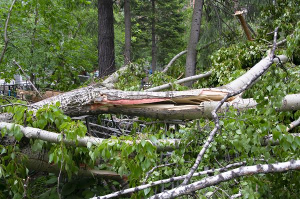 Cost of Birch Tree Removal in Mequon