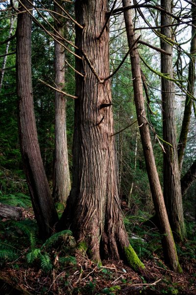 Cost of Cedar Tree Removal in Mequon