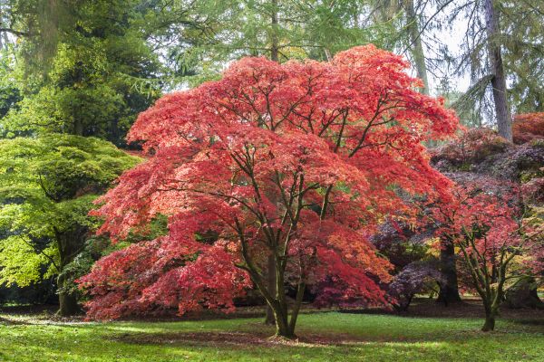 Cost of Maple Tree Removal in Mequon