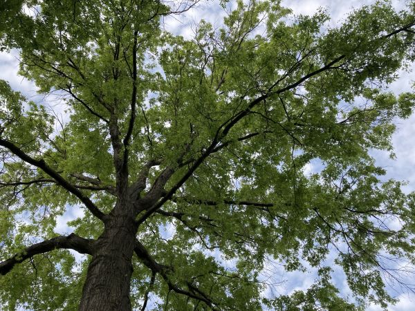 Cost of Oak Tree Removal in Mequon