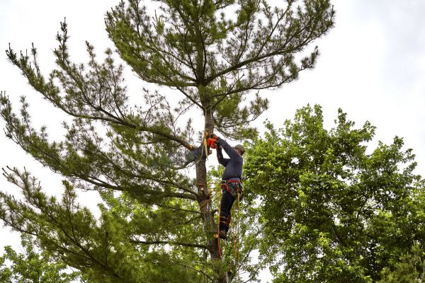 Cost of Pine Tree Removal in Mequon