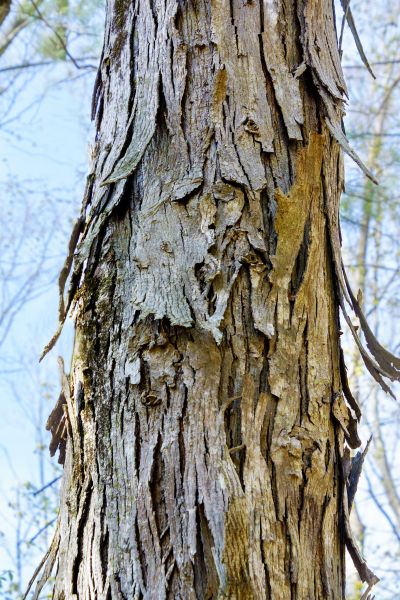 Cost of Hickory Tree Removal in Mequon