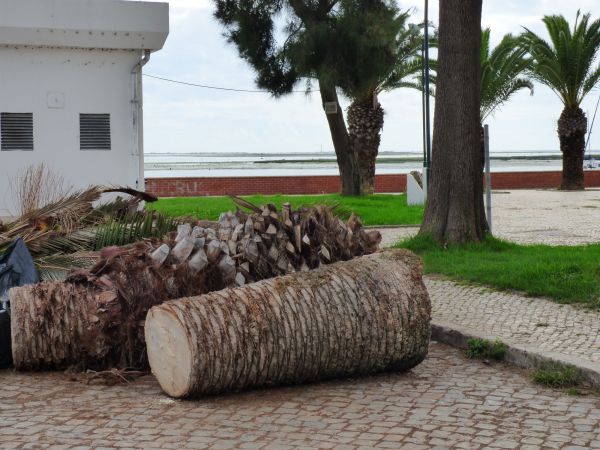 Palm Trees Removal in Mequon