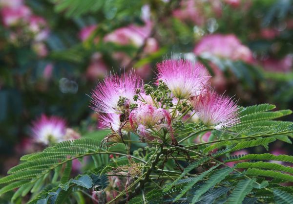 Cost of Mimosa Tree Removal in Mequon