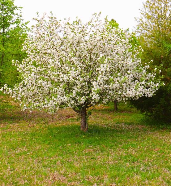 Cost of Dogwood Tree Removal in Mequon