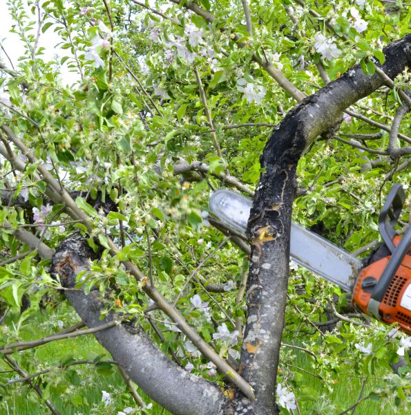 Cost of Apple Tree Removal in Mequon