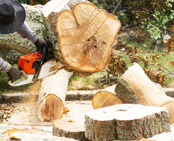 Tree Removal Service in Mequon