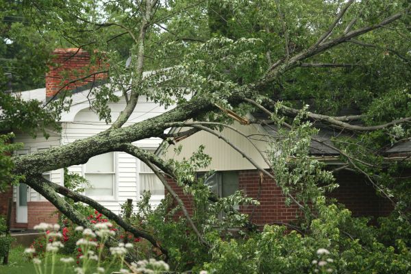 Emergency Tree Removal in Mequon