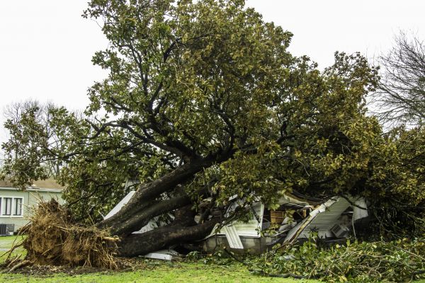 Fallen Tree Removal in Mequon