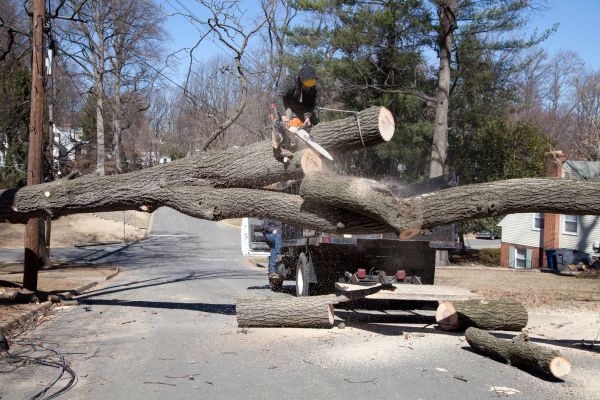 Cost of Residential Tree Removal in Mequon