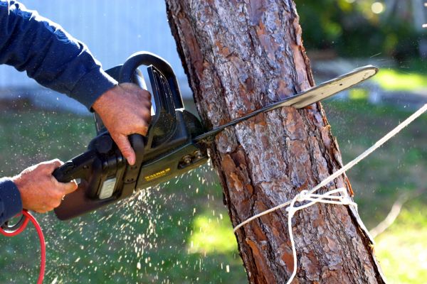 Dead Tree Removal in Mequon