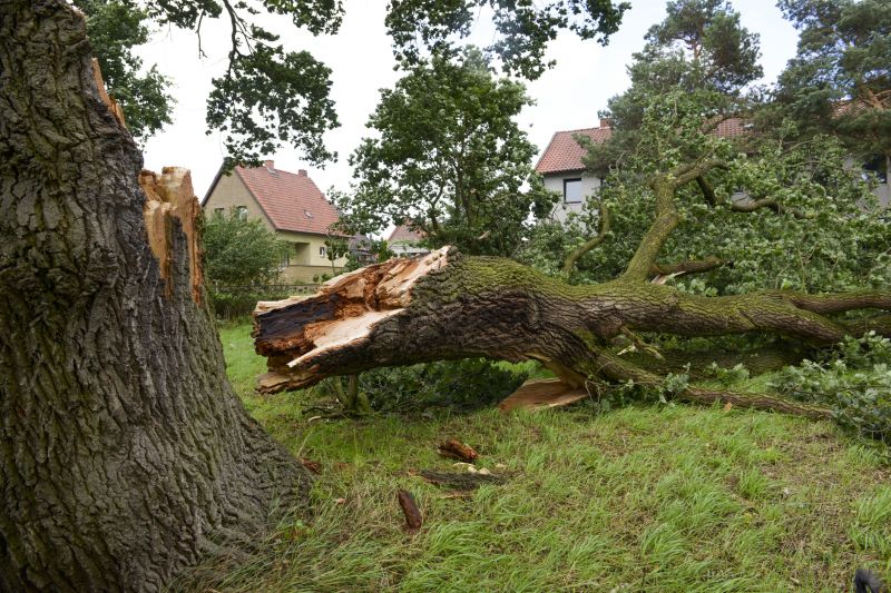 Fallen Tree on Lawn