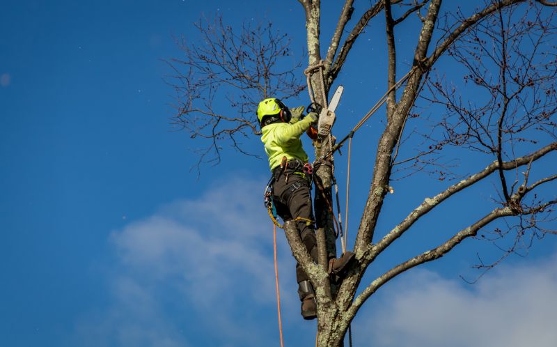 Professional Tree Removal Equipment