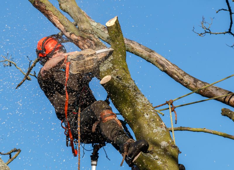 Safety Measures in Tree Removal